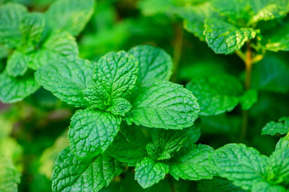 Jakich roślin nie należy sadzić na podwórku?