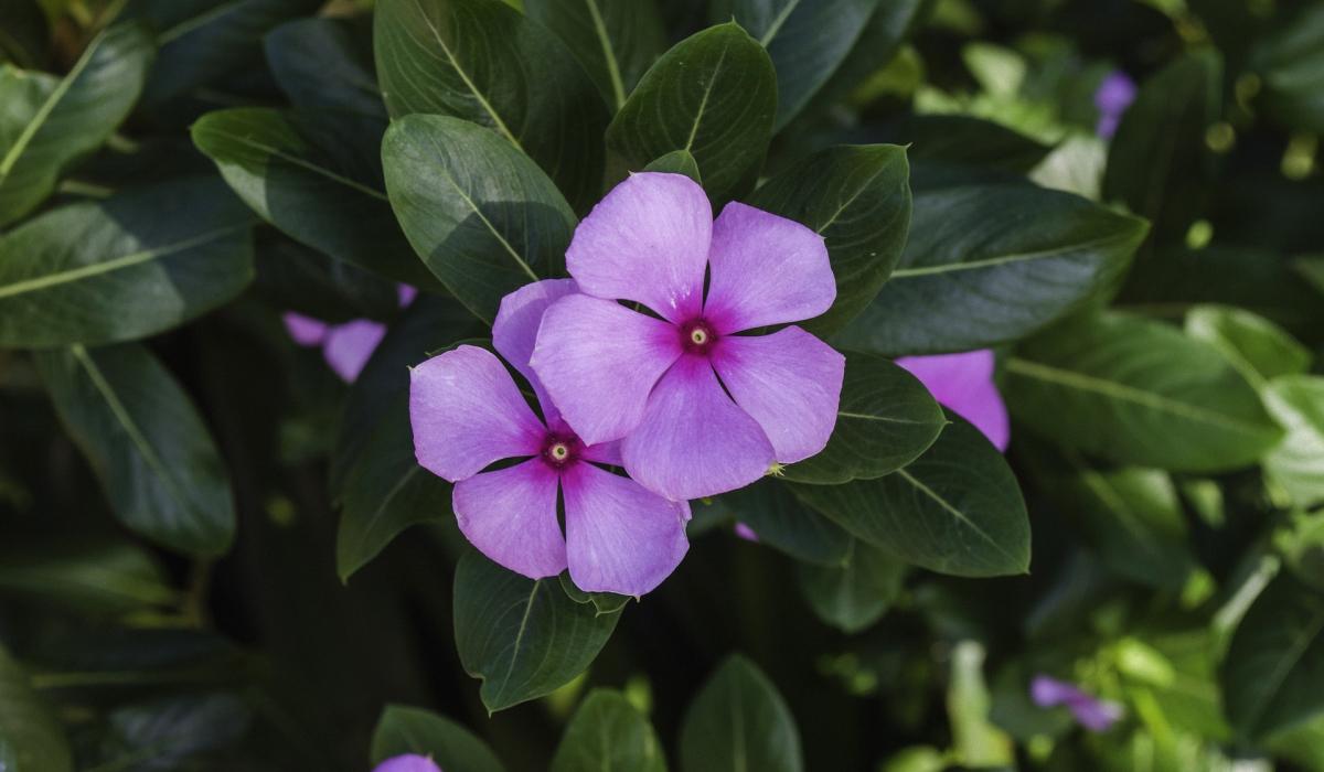 Jakich roślin nie należy sadzić na podwórku?