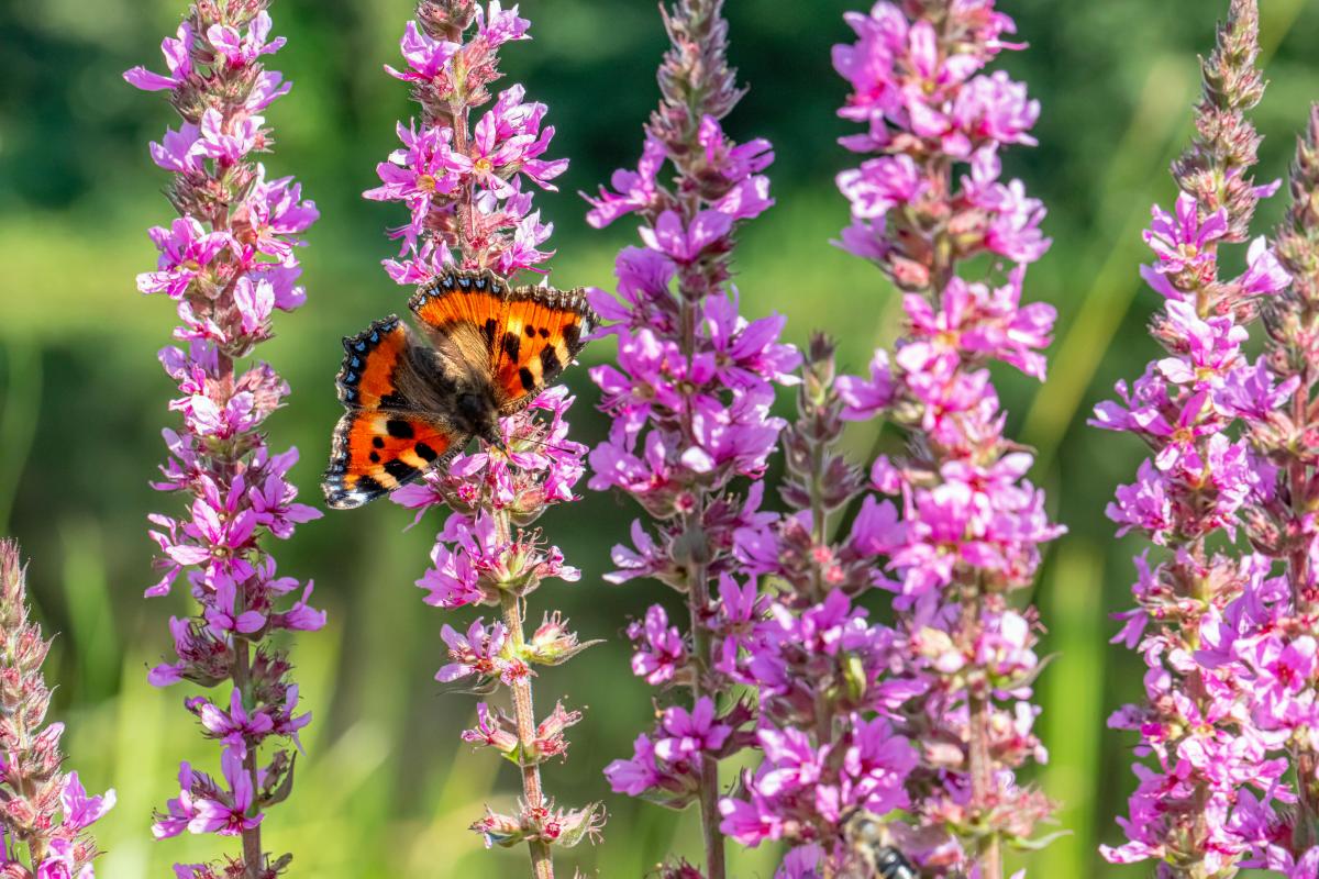 Jakich roślin nie należy sadzić na podwórku?