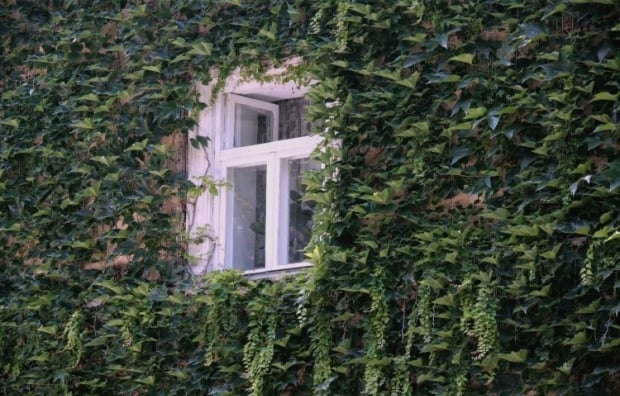 Jakich roślin nie należy sadzić na podwórku?