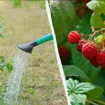 4 najlepsze nawozy do malin na wiosnę: wiadro na krzak