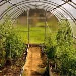 co-sadzic-w-szklarni-w-kwietniu-aby-uzyskac-szybkie-zbiory.webp.webp