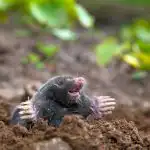 Co wlać do dziury po krecie: to lekarstwo jest w