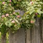 Jak zwiększyć zbiory jabłek: ogrodnicy wymienili 8 roślin, które należy