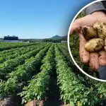 Jakie ziemniaki sadzić w 2026 roku - najlepsze odmiany na