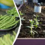 Najlepsi sąsiedzi dla fasoli: 11 warzyw, które można sadzić obok