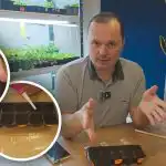 Ogórki wykiełkują trzeciego dnia: sprawdzona metoda uprawy sadzonek