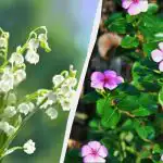 Te 7 bylin wygląda pięknie, ale nie należy ich sadzić,