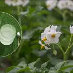 Tona ziemniaków z jednego hektara: sprytna metoda sadzenia ujawniona