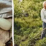 Zbiory cukinii będą 5 razy bogatsze: oto, co sadzić obok